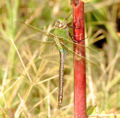 Common Green Darner