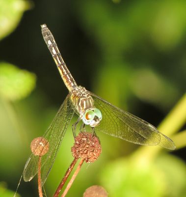 Blue Dasher