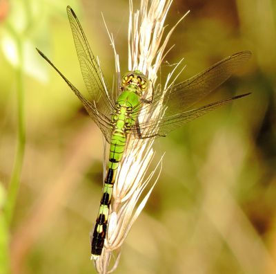Eastern Pondhawk