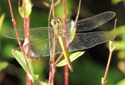 Wandering Glider