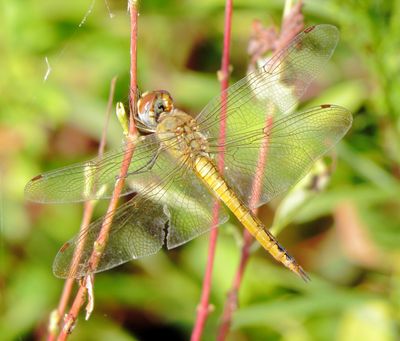 Wandering Glider