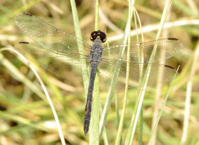 Seaside Dragonlet