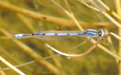 Familiar Bluet