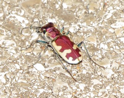 Big Sand Tiger Beetle