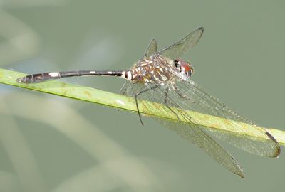 Swift Setwing