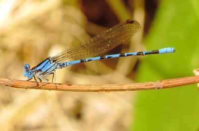 Springwater Dancer