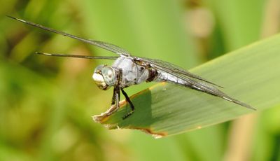 Comanche Skimmer