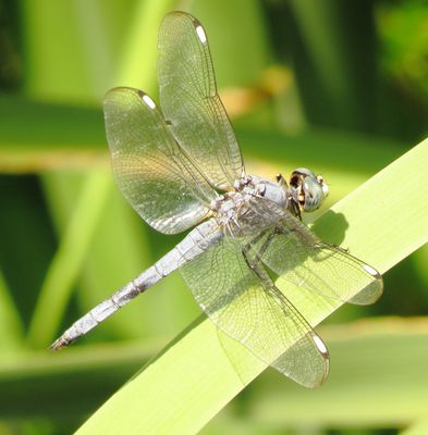 Comanche Skimmer