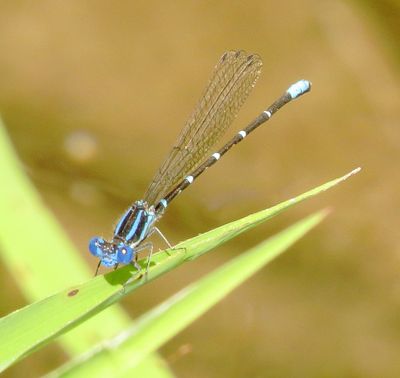 Blue-Ringed Dancer