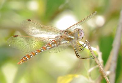 Variegated Meadowhawk