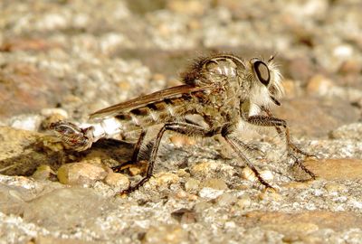 Genus Efferia