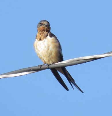 Barn Swallow