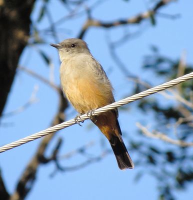 Say's Phoebe