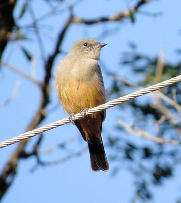Say's Phoebe