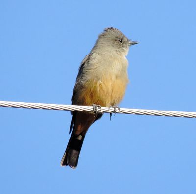 Say's Phoebe