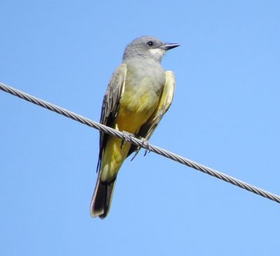 Cassin's Kingbird