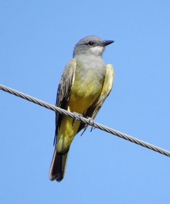 Cassin's Kingbird