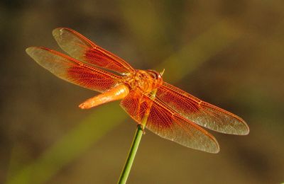 Flame Skimmer