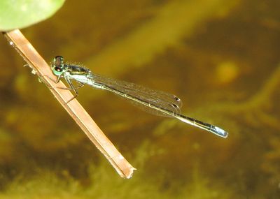 Black-Fronted Forktail