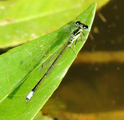 Eastern Forktail