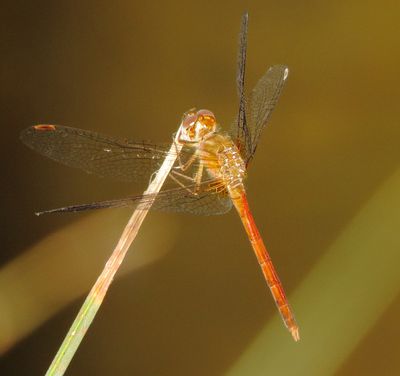 Autumn Meadowhawk
