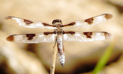 Twelve-Spotted Skimmer