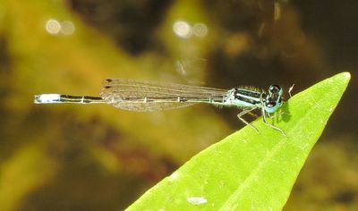 Mexican Forktail
