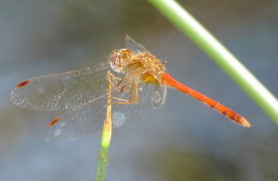 Autumn Meadowhawk