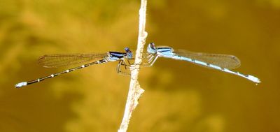 Blue-Ringed Dancer and Familiar Bluet