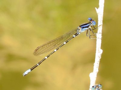 Blue-Ringed Dancer