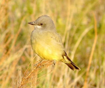 Cassin's Kingbird