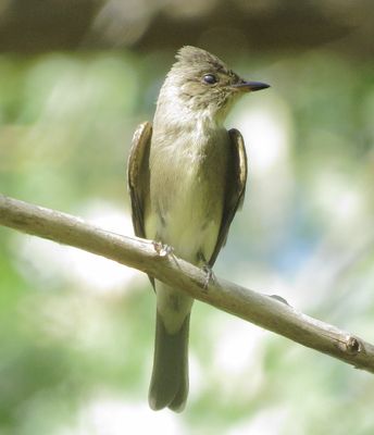 Western Wood Pewee