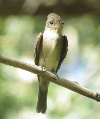Western Wood Pewee
