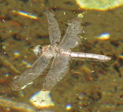 Great Blue Skimmer
