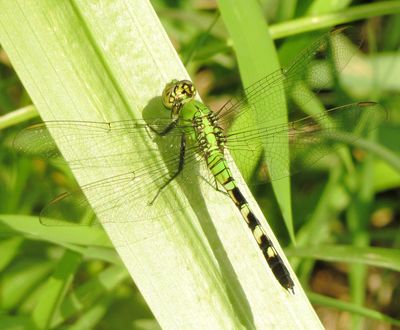 Eastern Pondhawk
