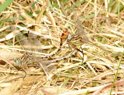 Flag-Tailed Spinyleg