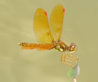 Eastern Amberwing