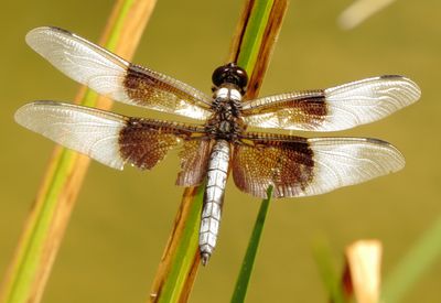 Widow Skimmer