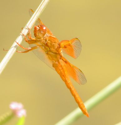 Flame Skimmer