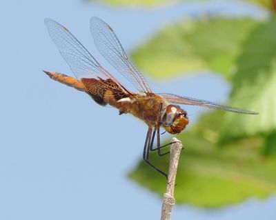 Red Saddlebags