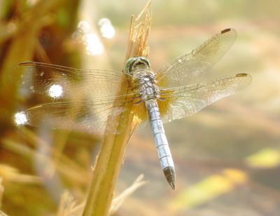 Blue Dasher