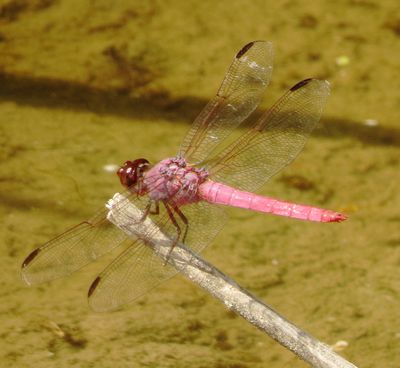Roseate Skimmer