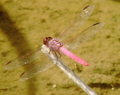 Roseate Skimmer