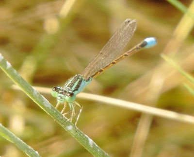 Desert Forktail