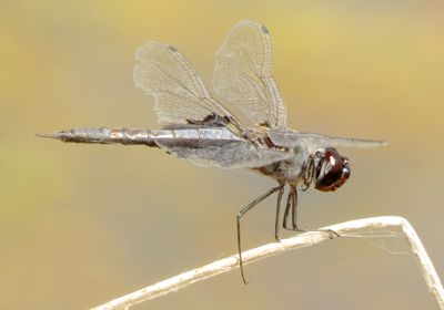 Black Saddlebags