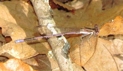 Variable Dancer