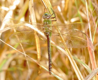 Common Green Darner