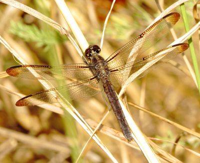 Slaty Skimmer