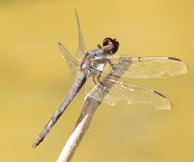 Slaty Skimmer