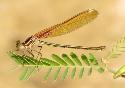 American Rubyspot